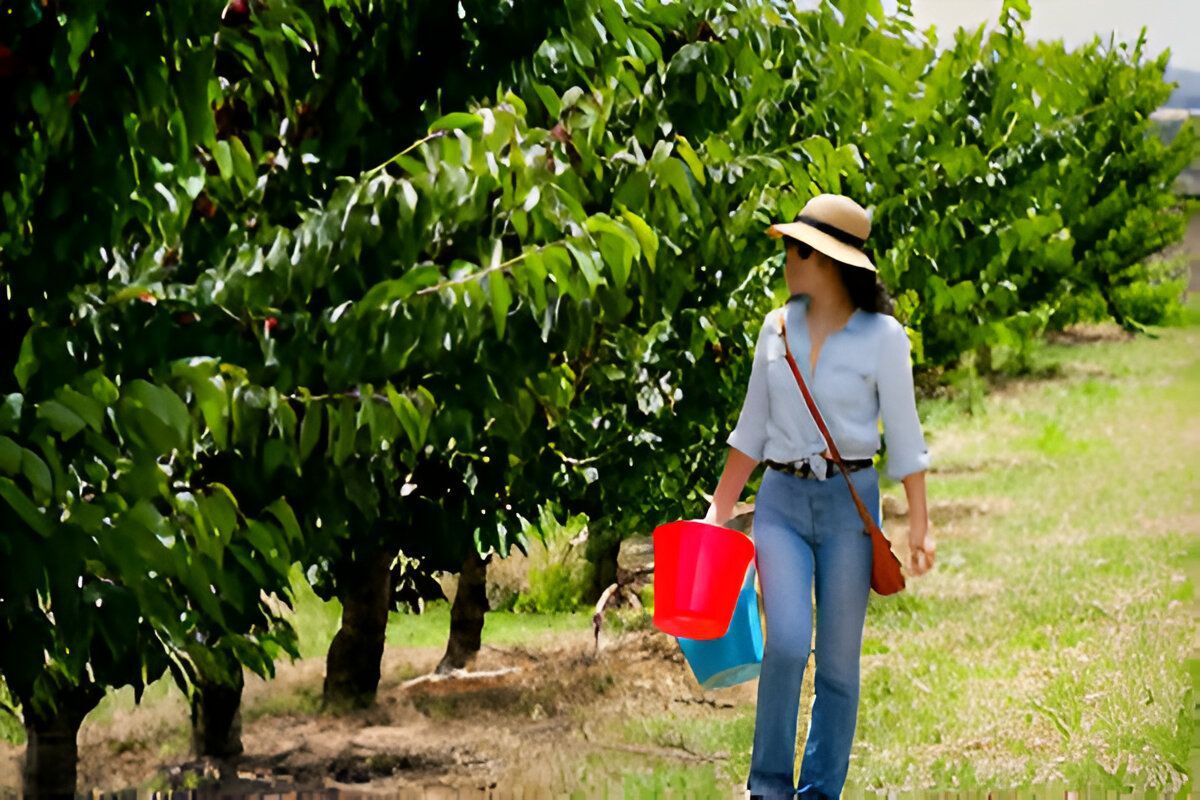 Orchard near Maldon, Victoria